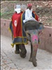 India - Colours of India - 013 - Painted elephant at Jaipur